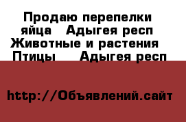  Продаю перепелки, яйца - Адыгея респ. Животные и растения » Птицы   . Адыгея респ.